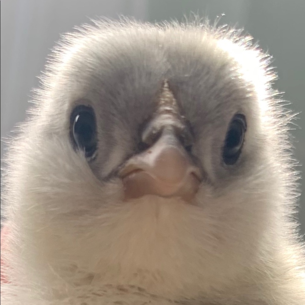 Meet your Posher, Jenny